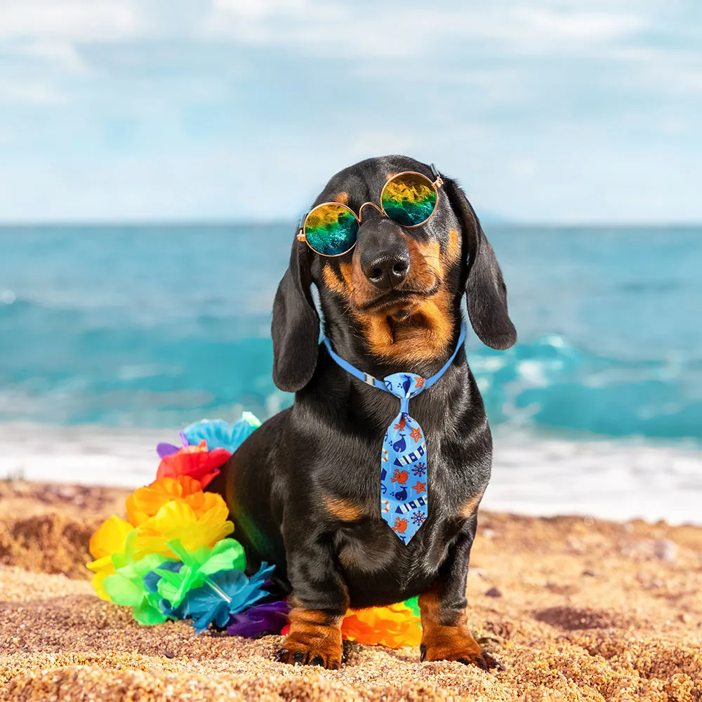 50 قطعة الكلب الاستمالة كلب صغ - مراجعة Pet Supplies Co وسعره