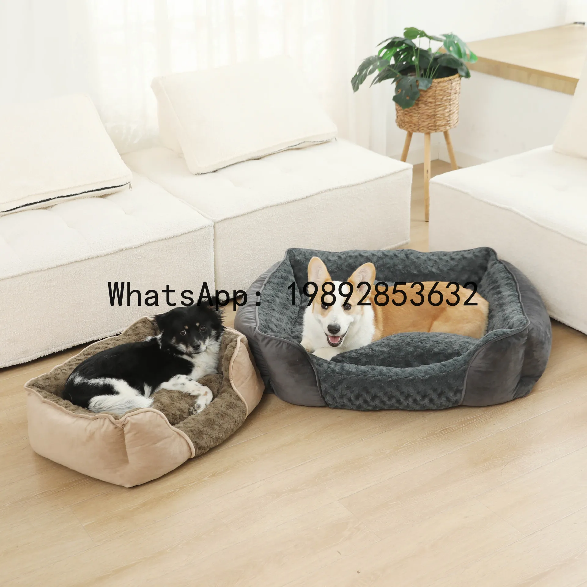 بيت للقطط شبه مغلق، حظيرة للكل - مراجعة Pet X Supplies & Tack Photos وسعره