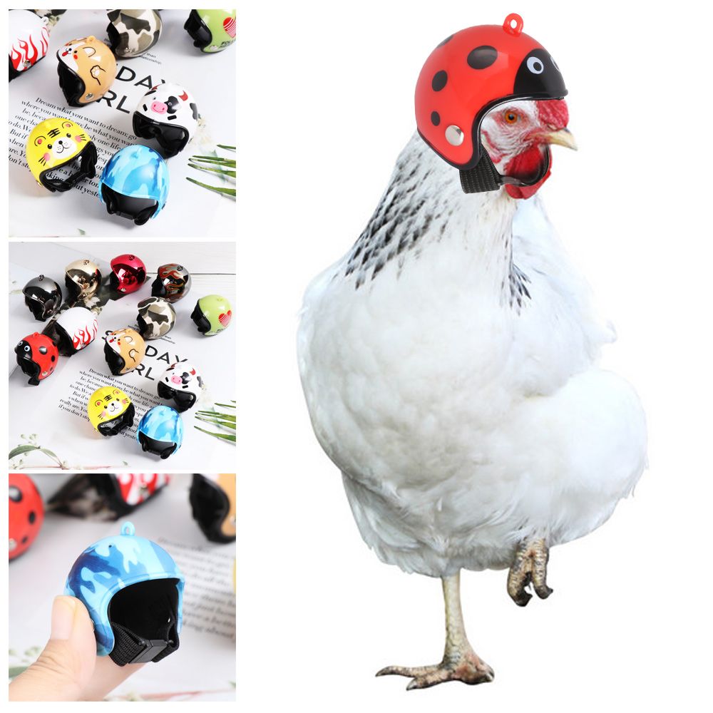 لوازم حيوانات أليفة مضحكة من م - مراجعة Pet X Supplies & Tack Photos وسعره